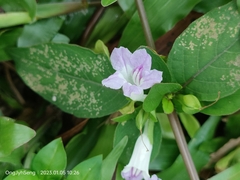 Ruellia repens