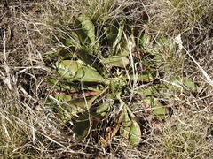 Penstemon grandiflorus