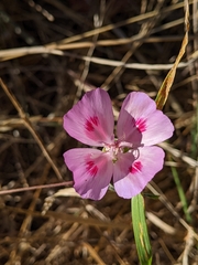 Clarkia amoena