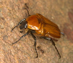 Leucocelis rubra