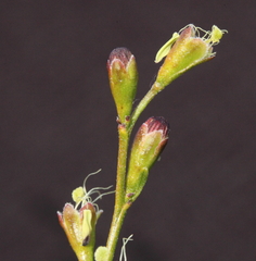 Stylobasium australe