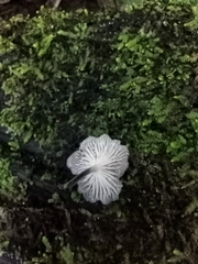 Agaricales