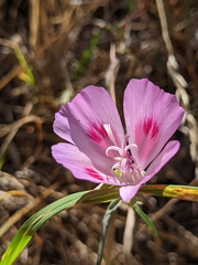 Clarkia amoena