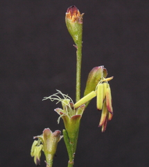 Stylobasium australe