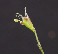 Stylobasium australe