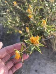 Chuquiraga avellanedae