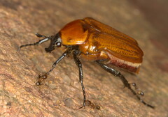 Leucocelis rubra