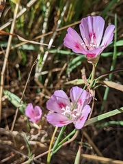 Clarkia amoena