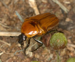 Leucocelis rubra