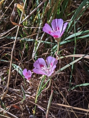 Clarkia amoena