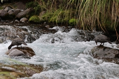 Hymenolaimus malacorhynchos