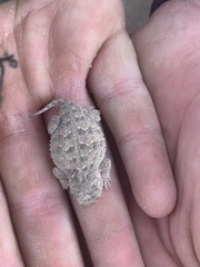 Phrynosoma douglasii