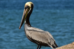 Pelecanus occidentalis