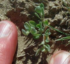 Atriplex elegans fasciculata
