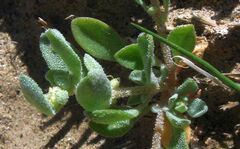 Atriplex elegans fasciculata