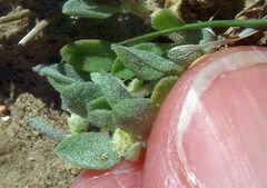 Atriplex elegans fasciculata
