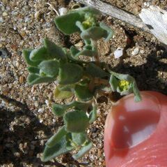 Atriplex elegans fasciculata