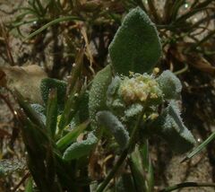 Atriplex elegans fasciculata