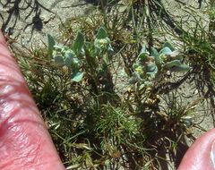 Atriplex elegans fasciculata
