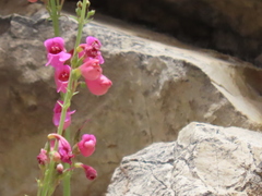 Penstemon floridus floridus