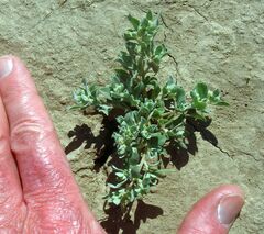 Atriplex elegans fasciculata