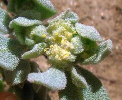 Atriplex elegans fasciculata