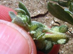 Atriplex elegans fasciculata