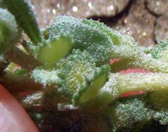 Atriplex elegans fasciculata