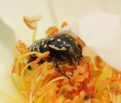 Oxythyrea testaceoguttata