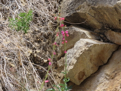 Penstemon floridus floridus