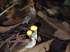 Agaricales