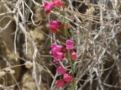 Penstemon floridus floridus