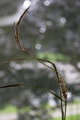 Carex atherodes