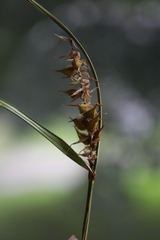 Carex atherodes