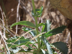 Penstemon floridus floridus