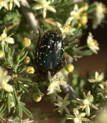 Leucocelis adspersa adspersa