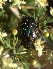 Leucocelis adspersa adspersa