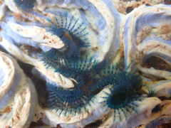 Spirobranchus cariniferus