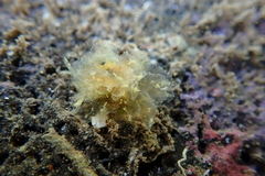 Polybranchia jensenae