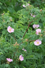 Rosa arkansana