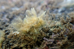 Polybranchia jensenae