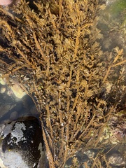 Carpophyllum maschalocarpum