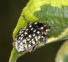 Oxythyrea testaceoguttata