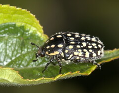 Oxythyrea testaceoguttata