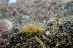 Polybranchia jensenae