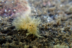 Polybranchia jensenae