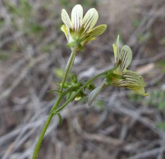 Nemesia versicolor