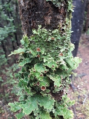 Crocodia rubella