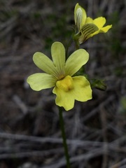 Nemesia versicolor