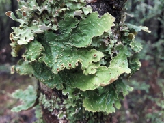 Crocodia rubella